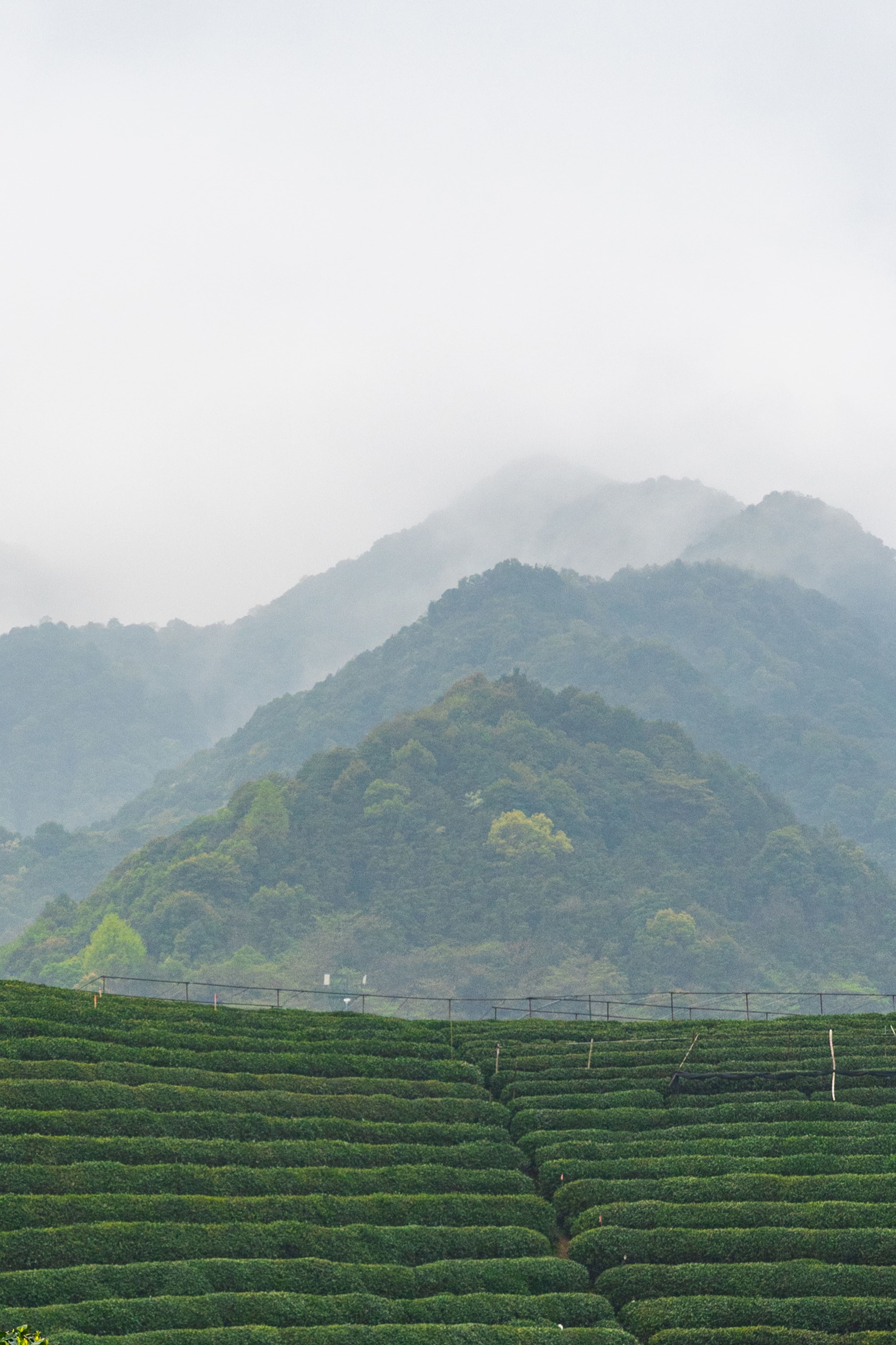 Misty tea fields in China